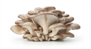 Pilze Austernpilze
