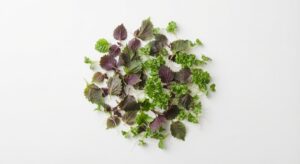 Kresse Shiso-Mix