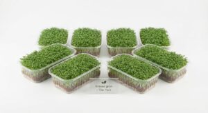 Kresse grün, 1er Pack