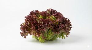 Salat Lollo Rosso